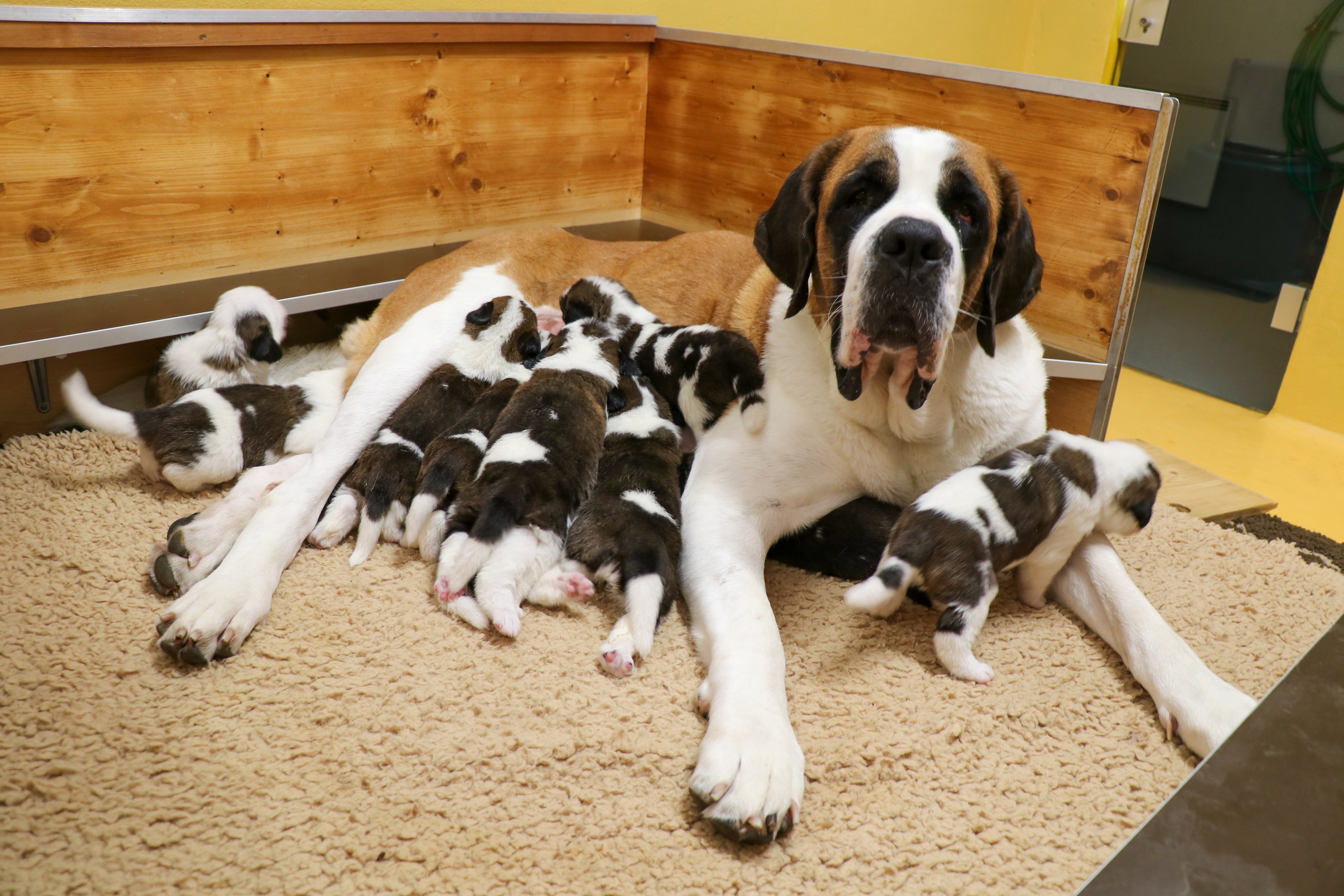 Nouvelle portée de St-Bernard à la Fondation Barry